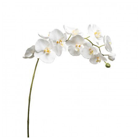 Tige Orchidée